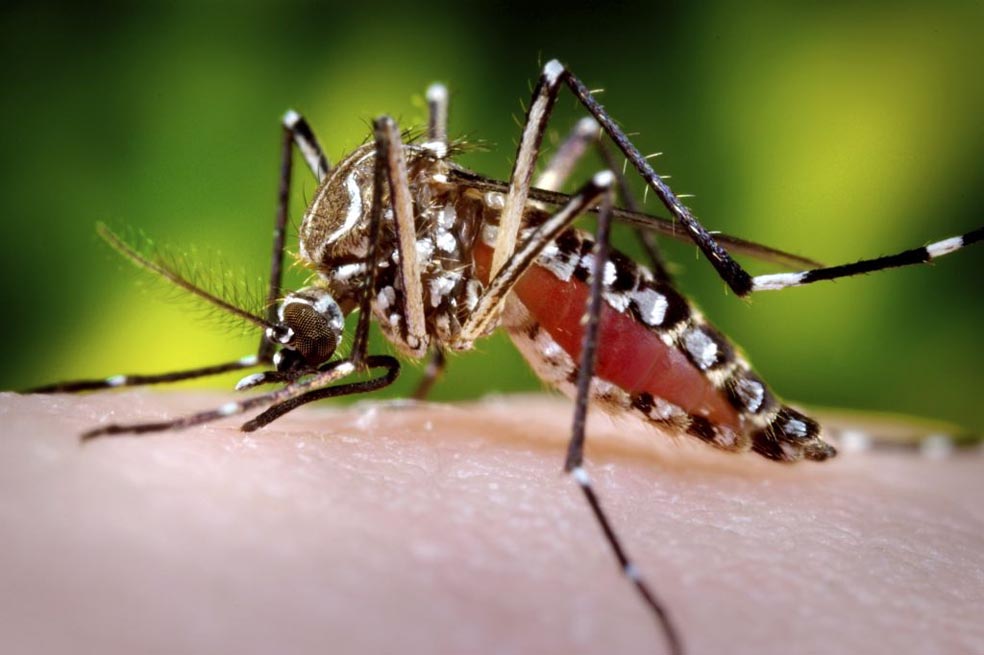 Ibagué declara emergencia en salud pública por aumento de casos de dengue