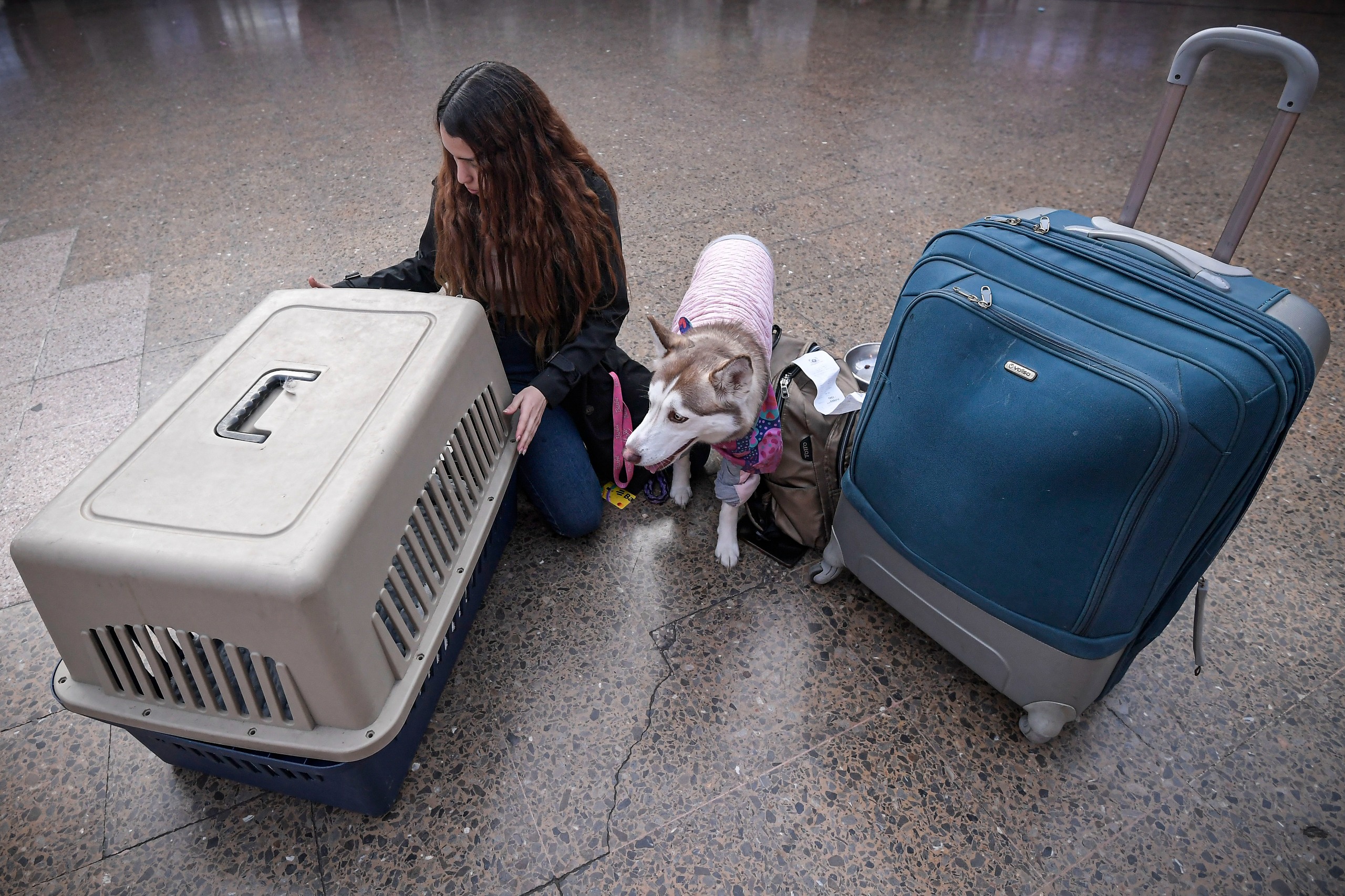 Viajeros peludos: las mascotas se toman la Terminal de Transporte de Bogotá