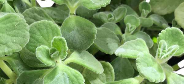 el Vaporub es mucho más que una planta aromática. Su fácil cultivo, múltiples beneficios y belleza la convierten en una opción imprescindible para cualquier hogar. Con un poco de cuidado, esta planta será una compañera fiel durante años.