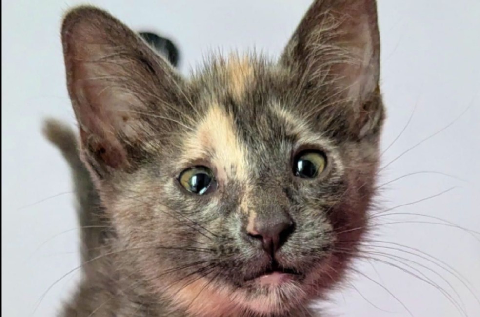 Griselda enseña que la adopción responsable no depende de la apariencia