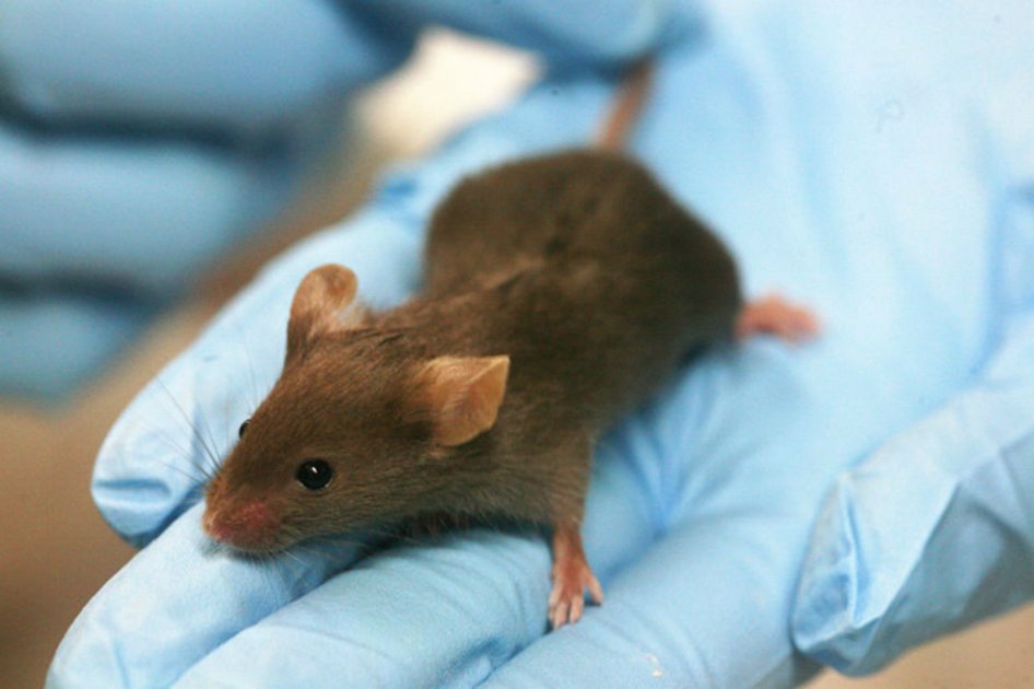 Células madre le devuelven la vista a ratones ciegos