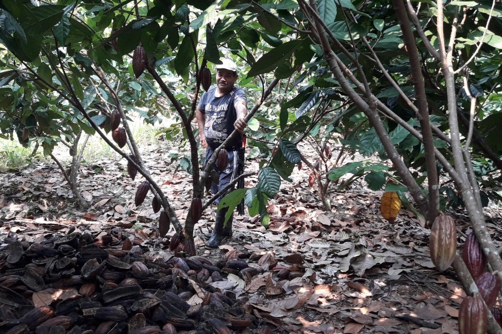 El cacao, clave para la competitividad de Bolívar