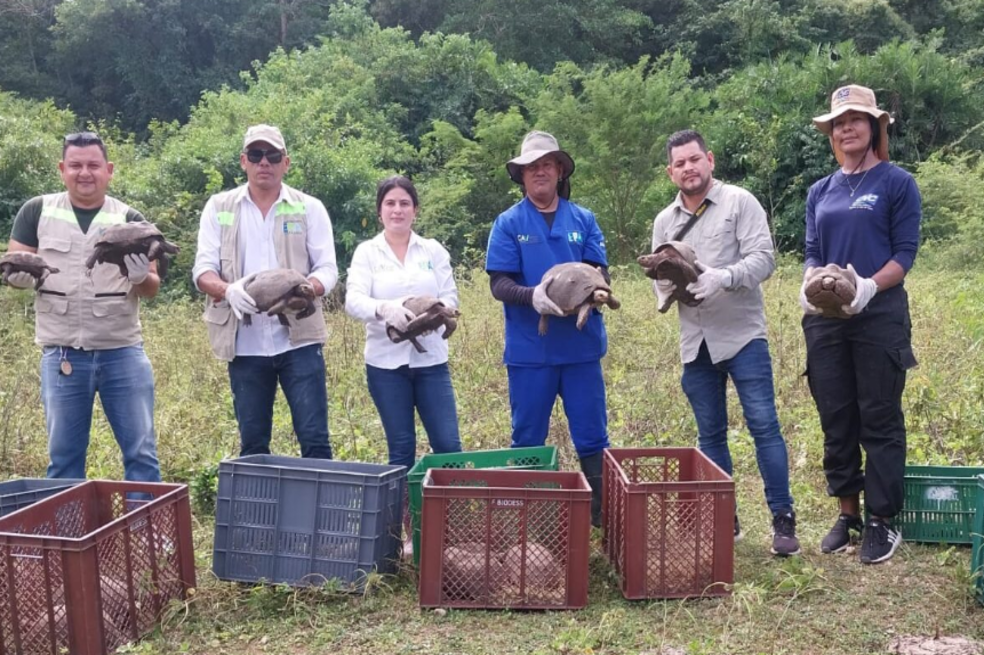 Liberan 220 tortugas en peligro de extinción en reserva natural de Cartagena