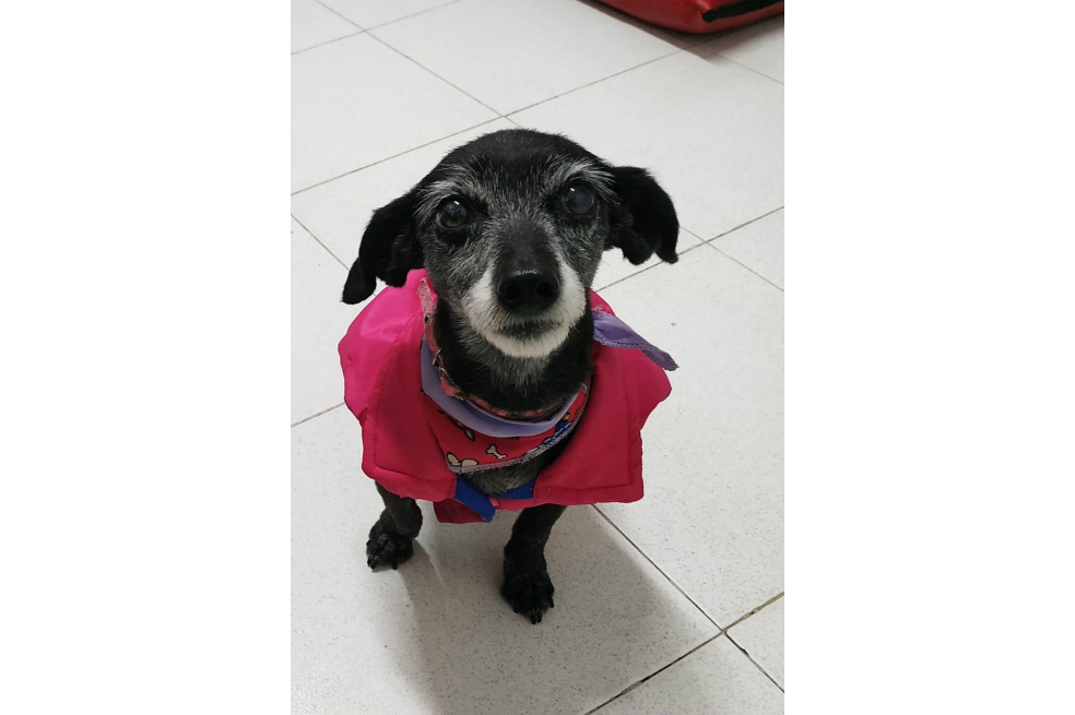 ¿Ha visto a “Mara”? Buscan a una mascota que se perdió entre Colina y Mazurén
