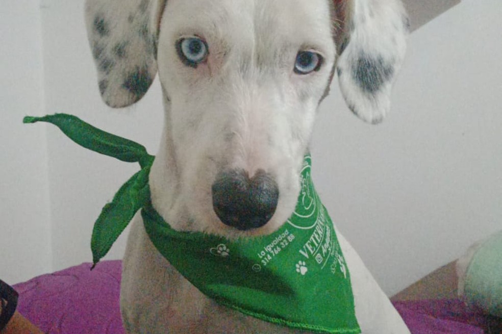 (VIDEO) Bongo: ¿qué cuidados hay que tener con un perro sordo? ¿cómo es su vida?