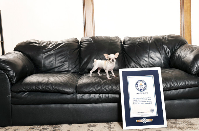 El perro más alto y pequeño del mundo se reúnen para una adorable cita de juegos caninos en Estados Unidos.