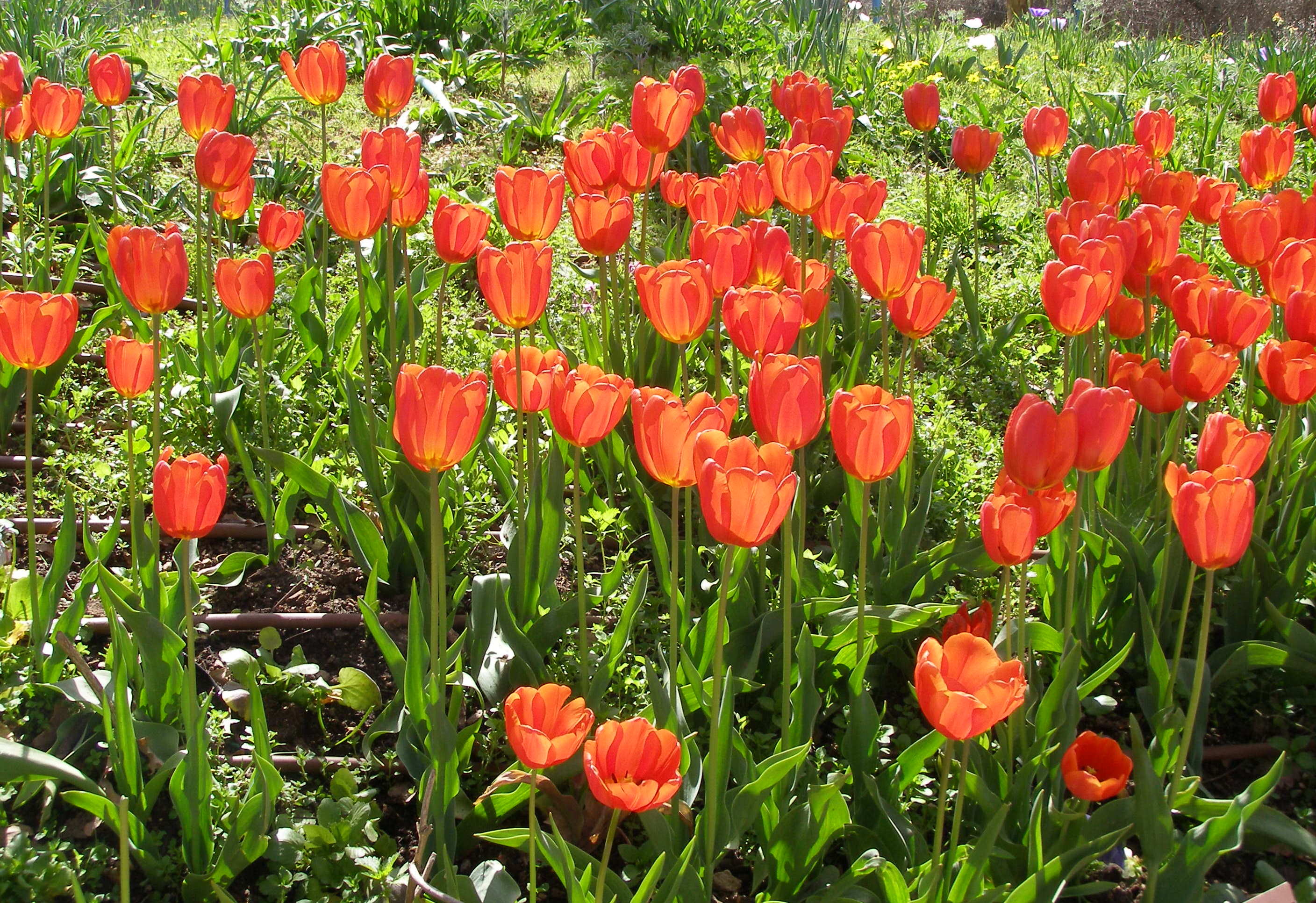 La Tulipa gesneriana es una planta ornamental popular, conocida por sus vistosas flores y su adaptación a climas templados.