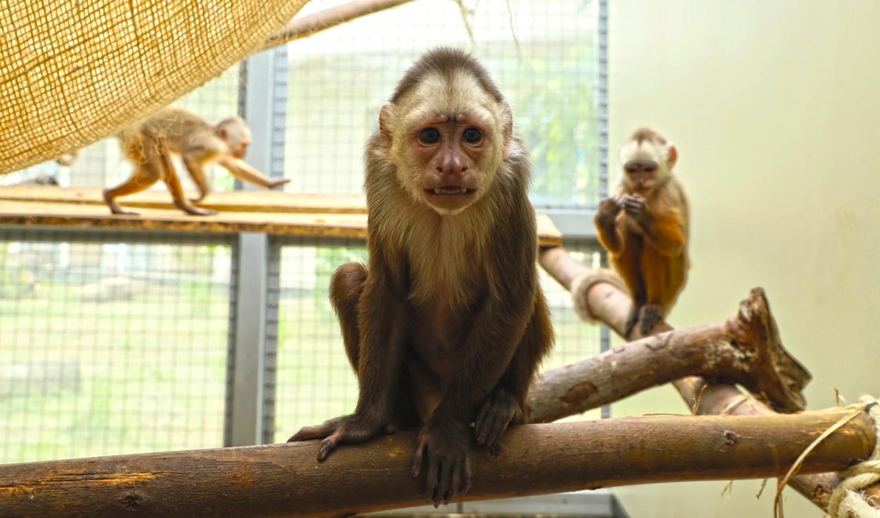 Tráfico de animales en Bogotá: retos para un 2025 con más empatía y menos casos