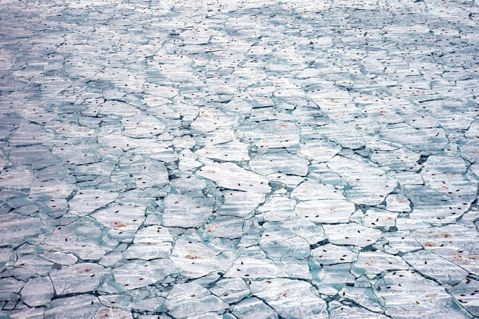 Categoría océanos: Jennifer Hayes, de Estados Unidos, logró grabar focas arpa, crías de foca y la sangre del nacimiento contra el hielo marino que se derrite. Tras una tormenta, fueron necesarias horas de búsqueda en helicóptero para encontrar esta fractura en el hielo.