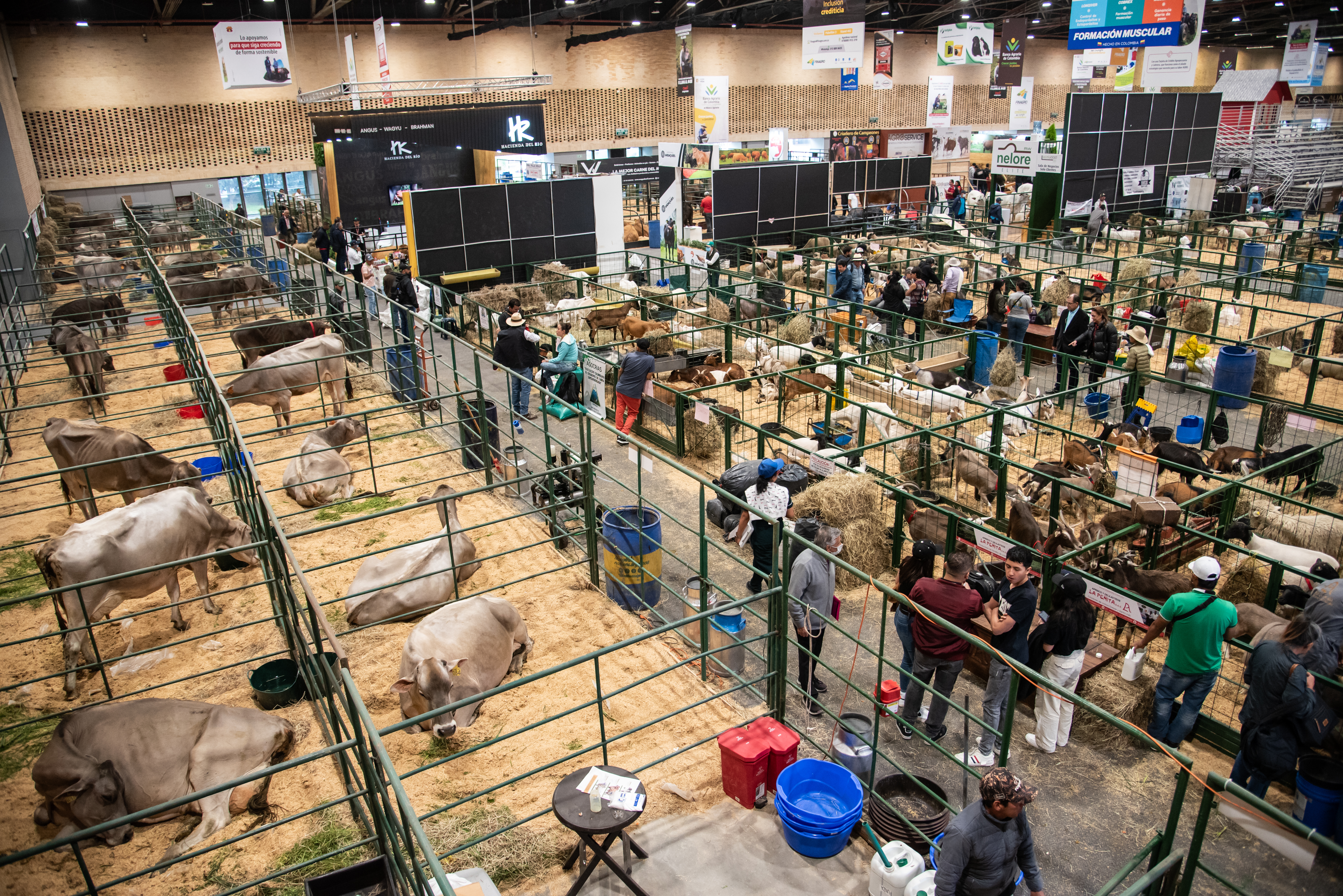 En toda la feria hay 50.000 metros cuadrados de muestra animal y las empresas que ofrecen proveeduría.