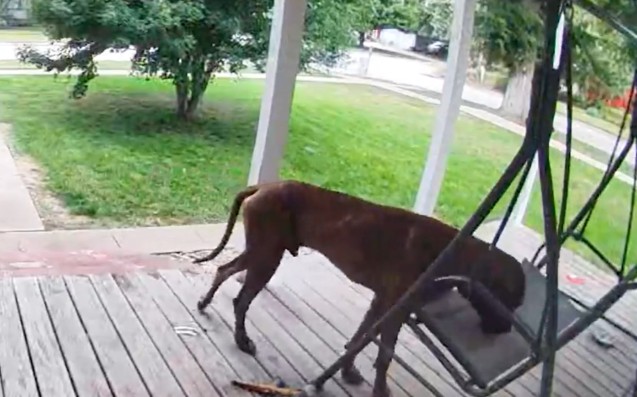 Dueña se lleva gran sorpresa al ver dónde su perro gran danés decidió dormir