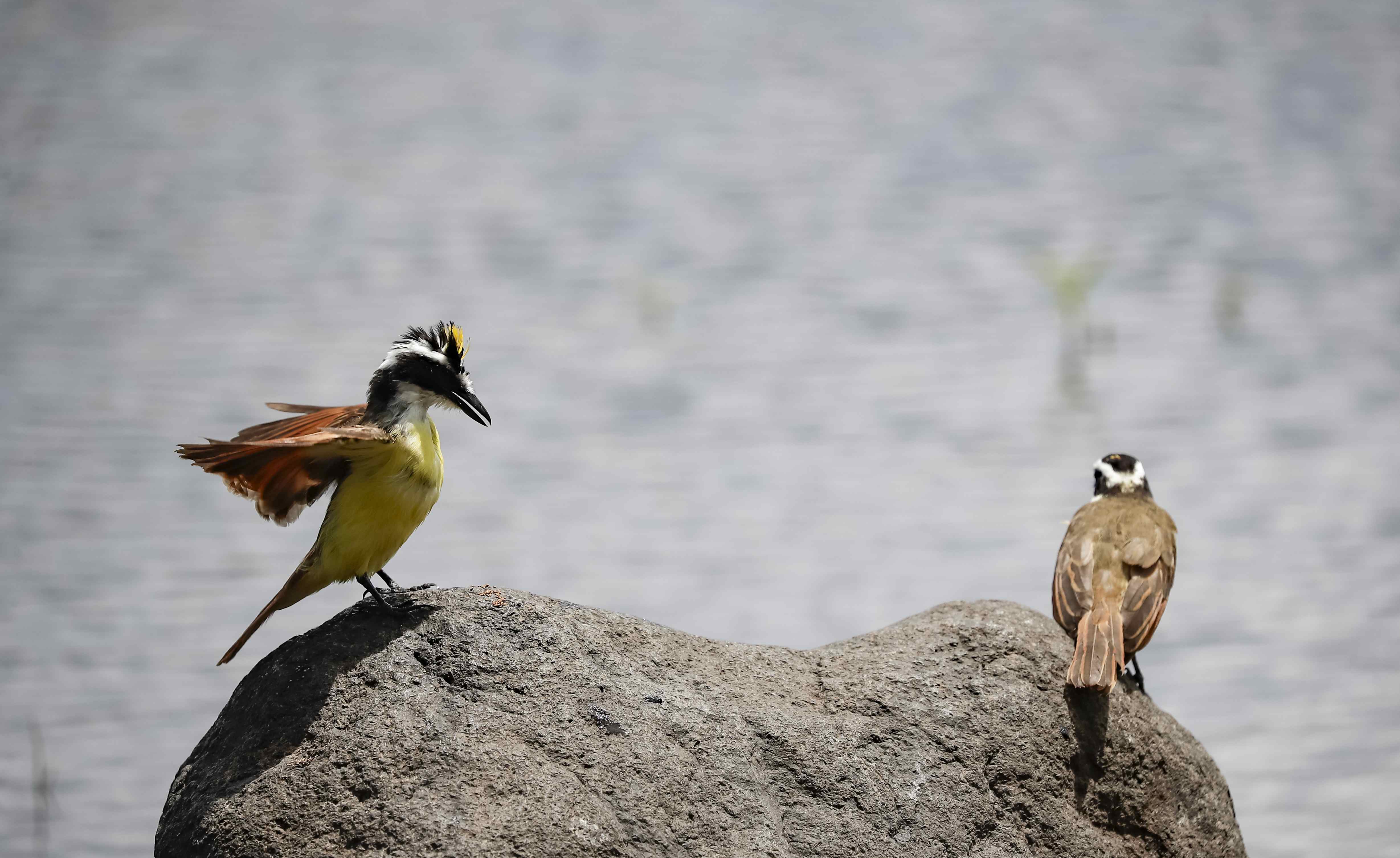 Estas son algunas de las razones por las que las aves se “divorcian”