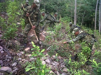 Operativo de la Segunda Brigada con su Batallón de Infantería No.4, de erradicación de cultivos ilícitos.