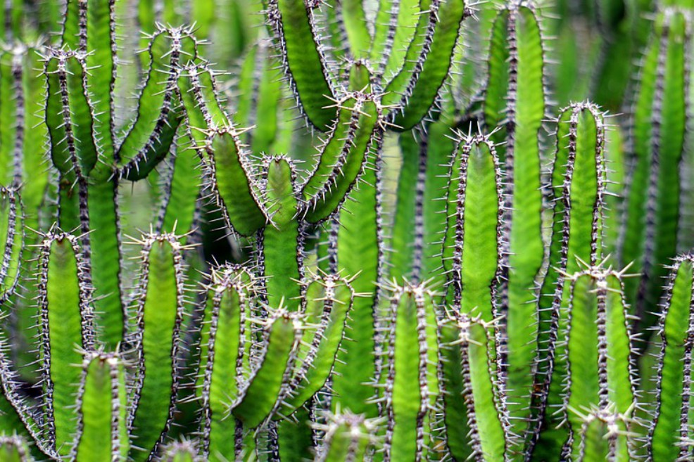 Los cactus, las víctimas ignoradas de las áreas protegidas