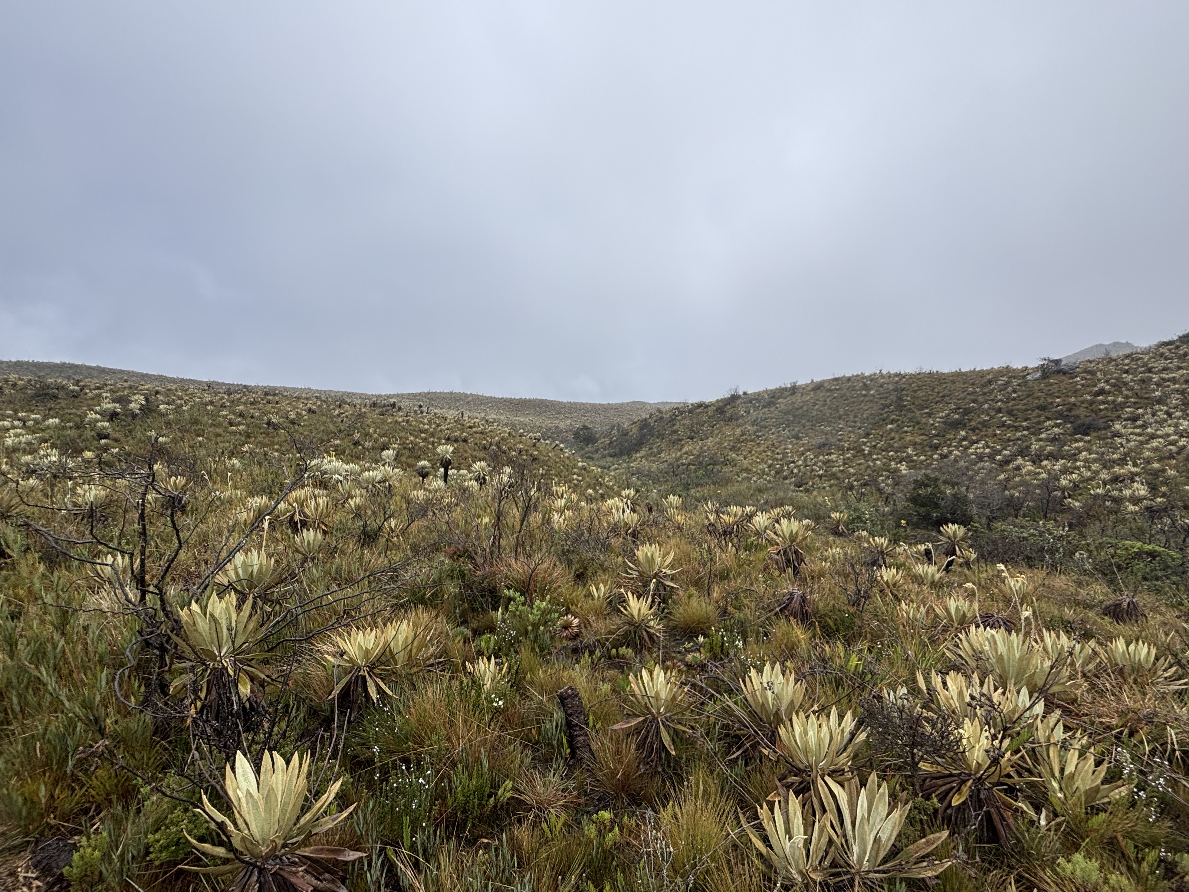 El Valle de los Frailejones: una caminata mágica a solo 60 km de Bogotá