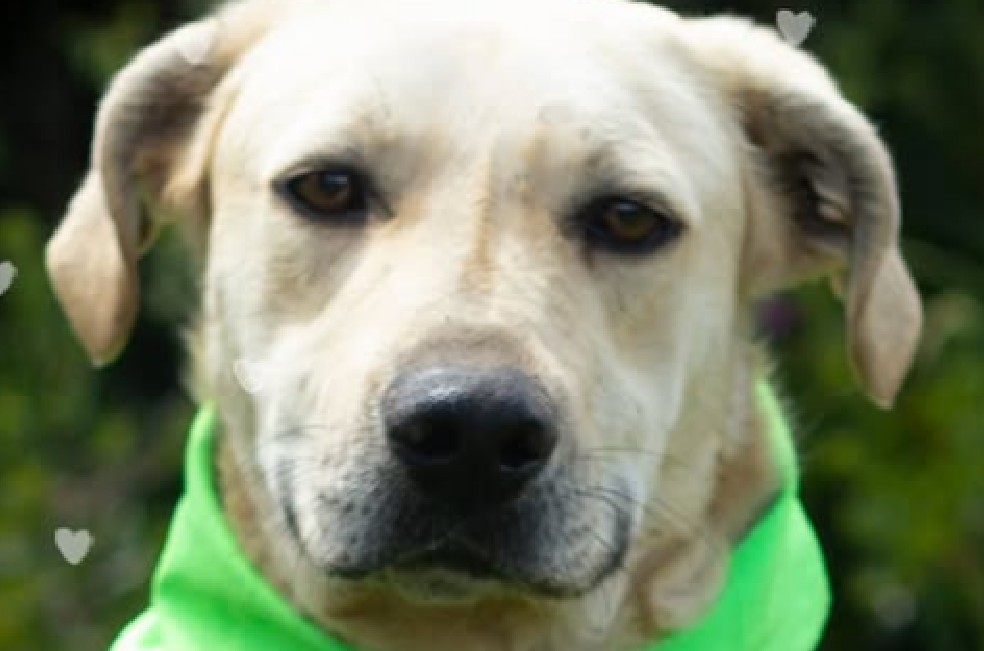 Adopte a Mono: este noble peludito lleva cuatro años soñando con una familia
