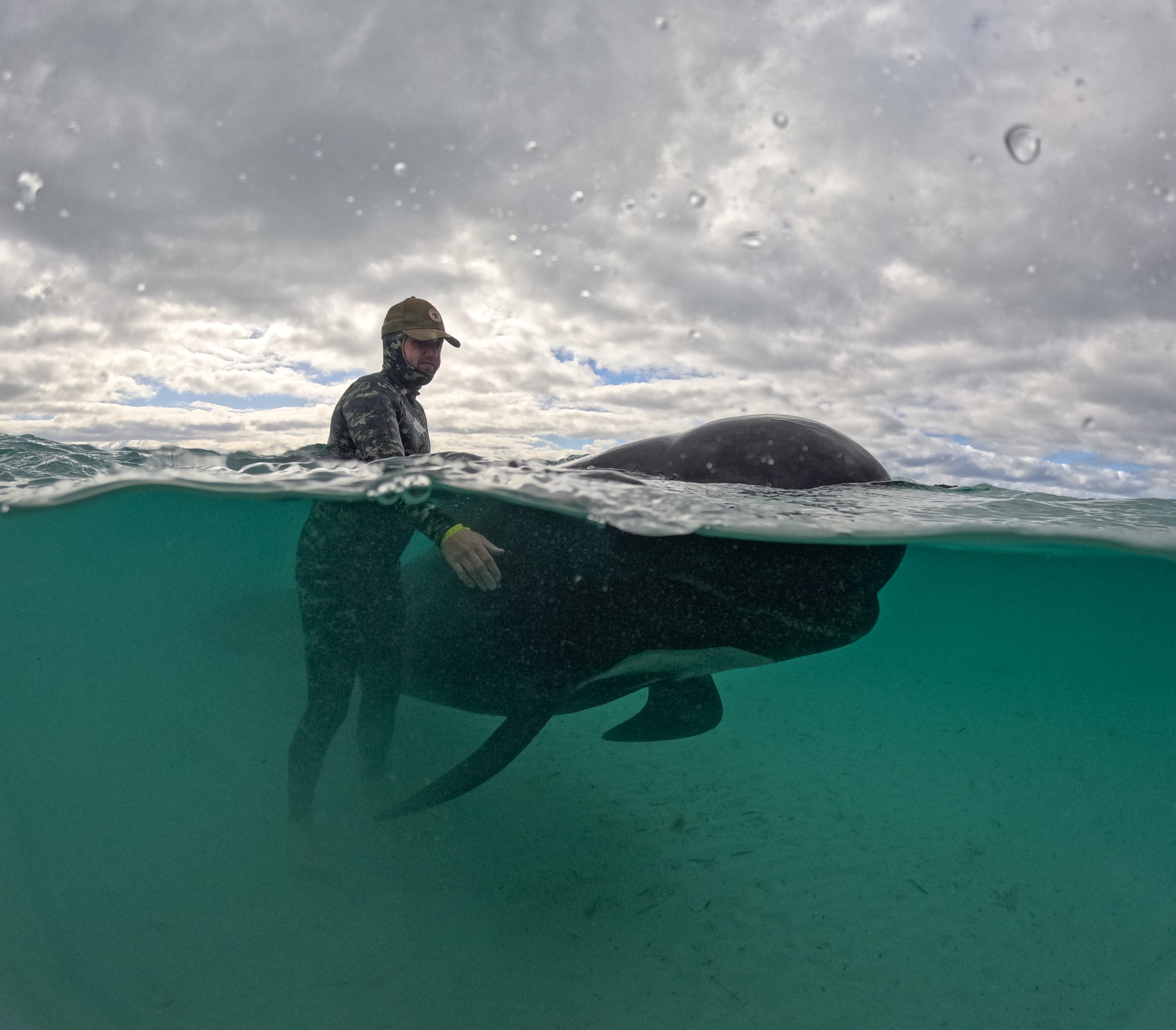 Más de 40 ballenas varadas en Australia fueron sacrificadas después de ser rescatadas