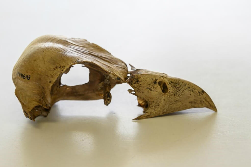 Recuperan ADN de un pájaro del Caribe extinto hace mil años