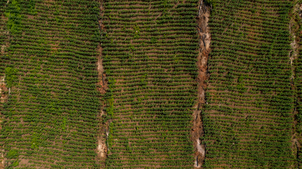 A los productores afectados por la ola invernal se les asignaron $19.685 millones