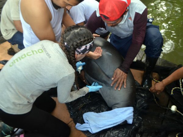 El manatí es una especie de gran importancia para mantener vivos los lagos y los ríos.Foto: Fundación OmachaAlgunos jóvenes del resguardo Ticoya tuvieron la oportunidad de conocer a Moeichi y participar en la evaluación de su estado de salud. “Este grupo de jóvenes y niños participó en una de las evaluaciones veterinarias realizadas al manatí, en donde colaboraron en el procedimiento de medición y pesaje. Asimismo tuvieron la oportunidad de conocer otras especies de fauna amazónica que se encuentran en las instalaciones del Bioparque”, explicaron.