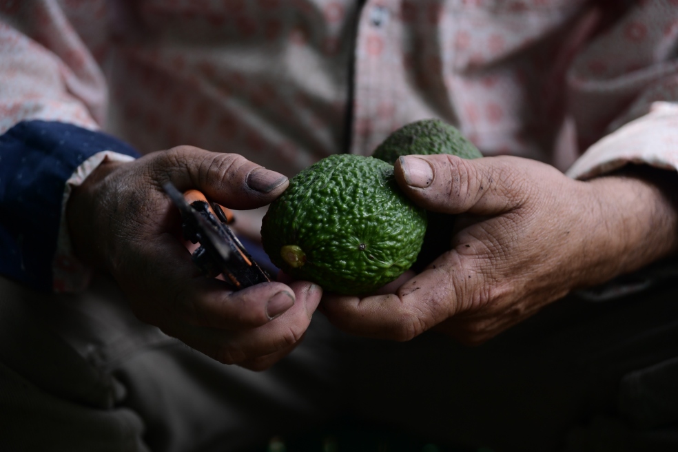 Aguacate Hass, Palocabildo Tolima