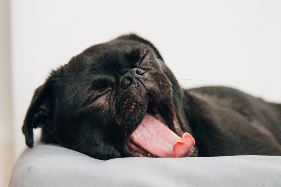 Esta es la razón por la que su perro hace sonidos con los labios mientras duerme