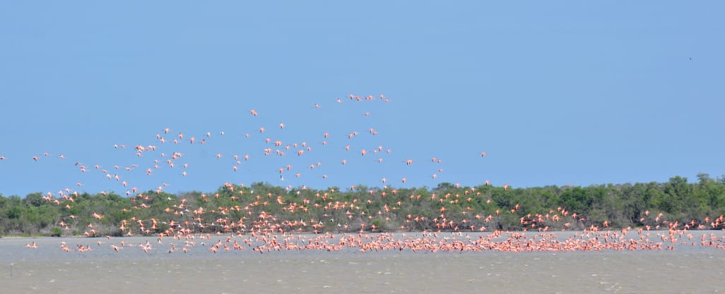 Flamencos La Guajira