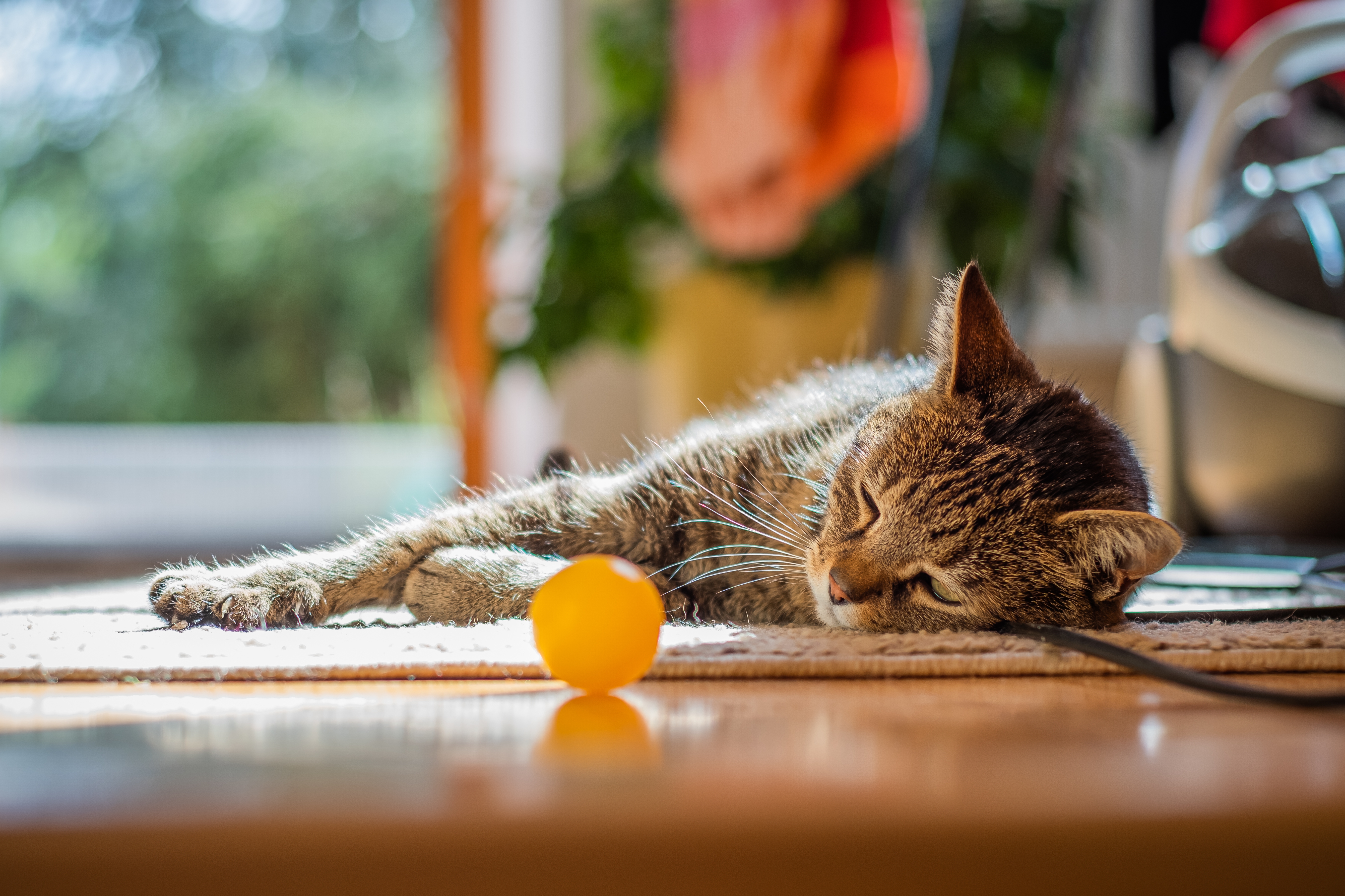 ¿Por qué es bueno que los gatos tomen el sol?