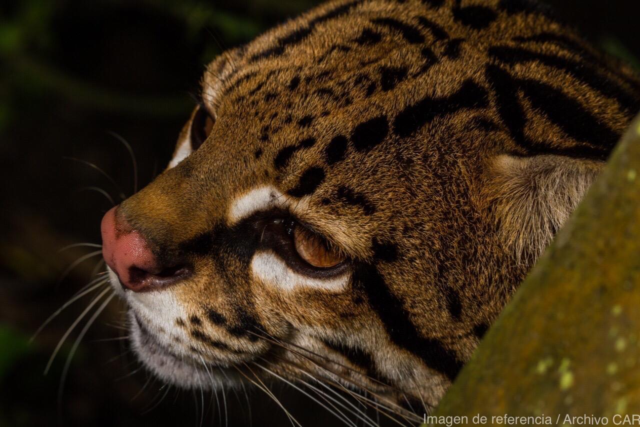 La caza de fauna silvestre es una infracción al Código Nacional de Recursos Naturales y se castiga con sanciones administrativas, multas o cierres de establecimientos.