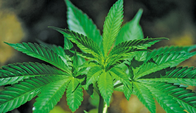 El cannabis revirtió los efectos de la edad en el cerebro de los ratones. / Pixabay:Xtip