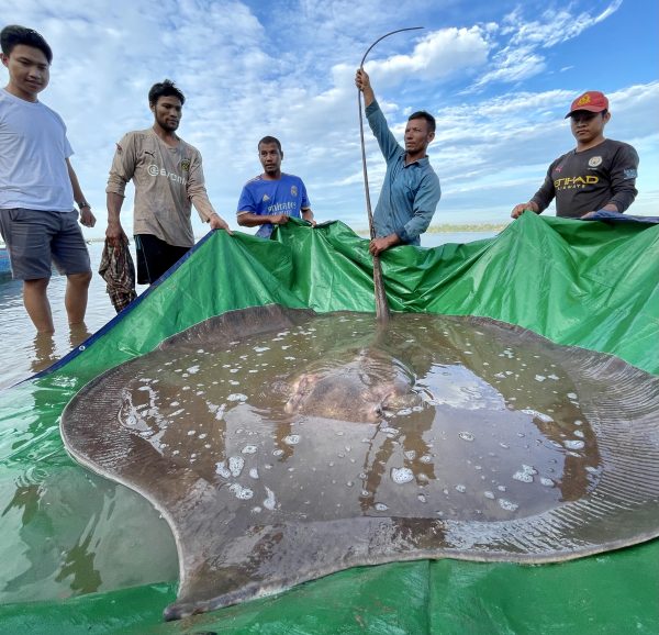 Así fue el rescate de una mantarraya gigante en Camboya