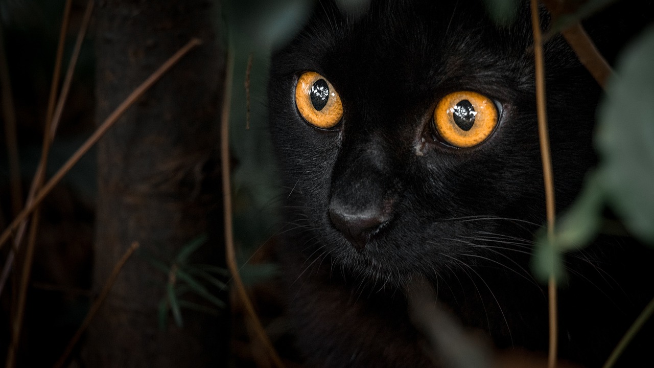 ¿Qué ven los gatos en la oscuridad?