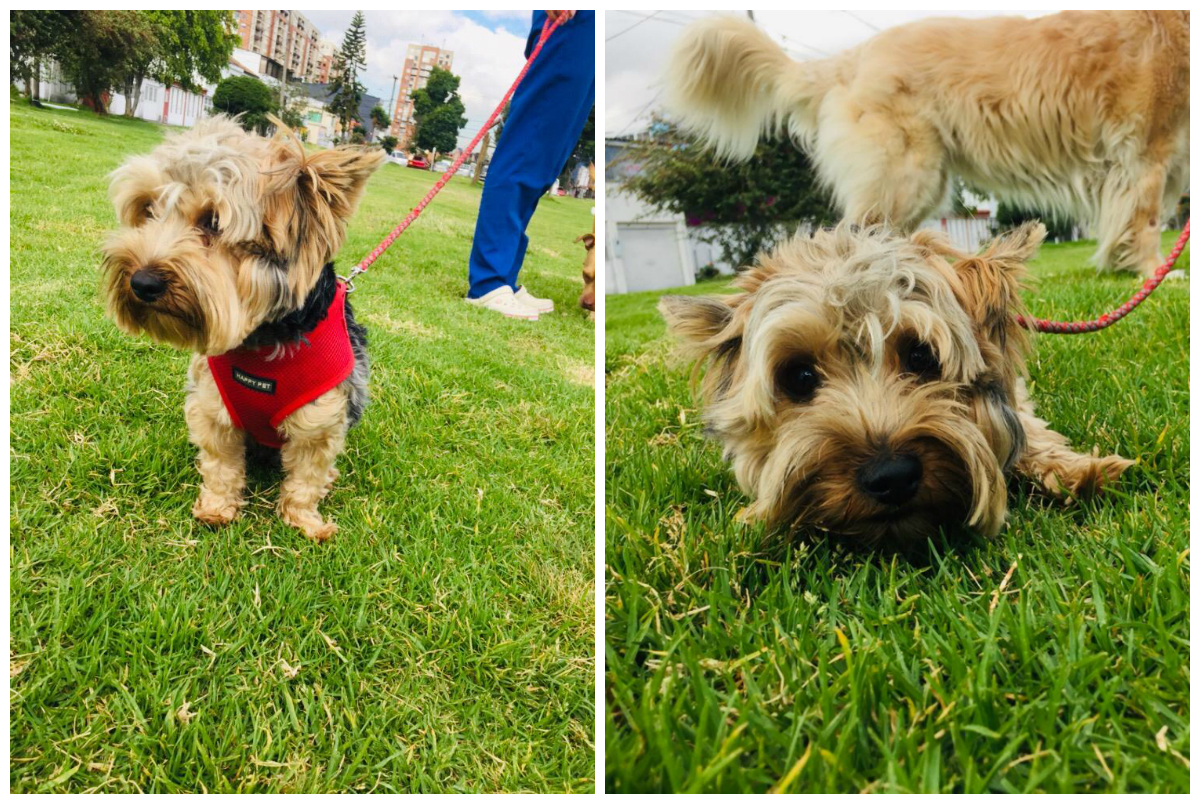 ¿Lo ha visto? Buscan a “Kiko”, un perrito que se perdió en el sur de Bogotá
