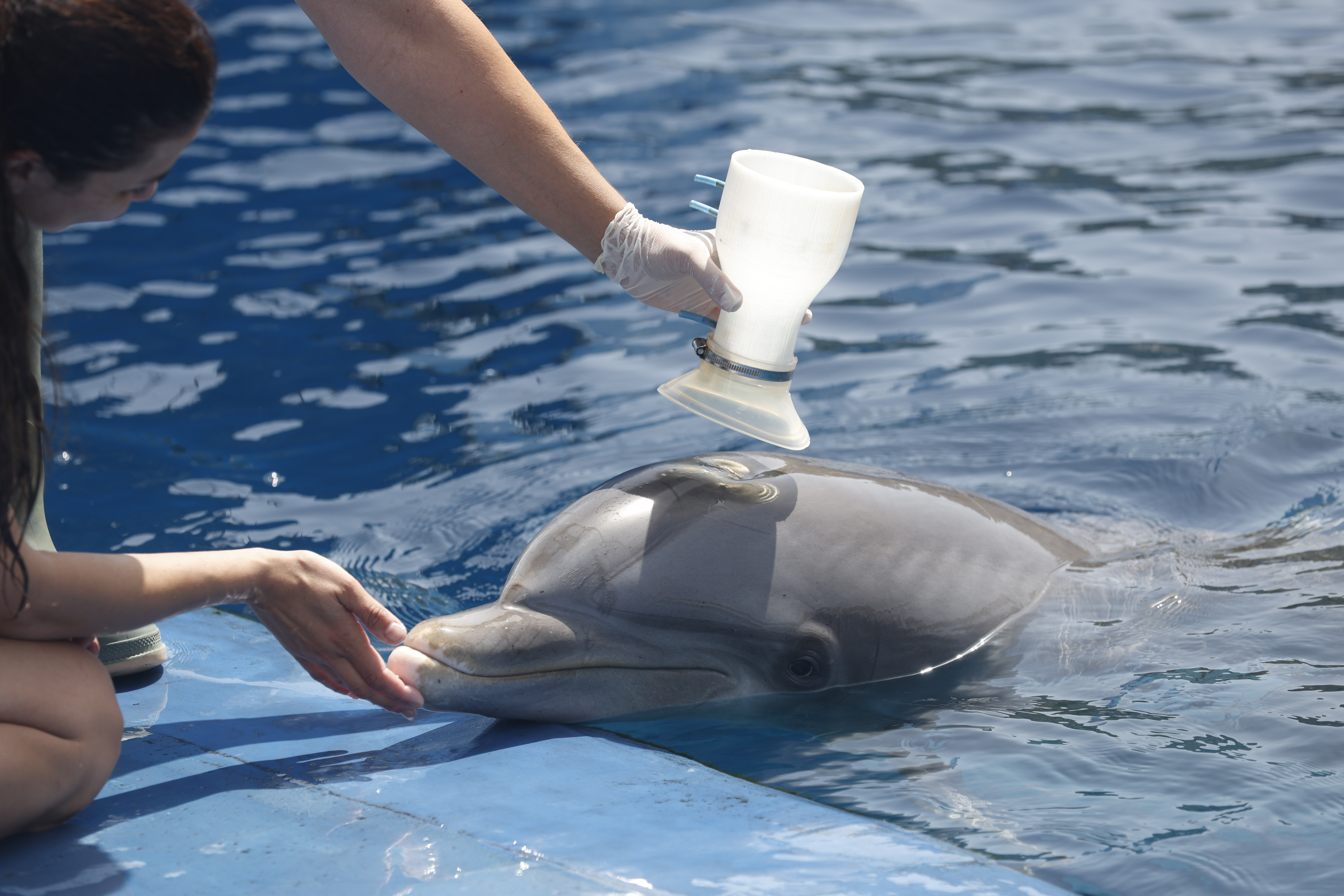 Científicos descubren microplásticos en las vías respiratorias de delfines