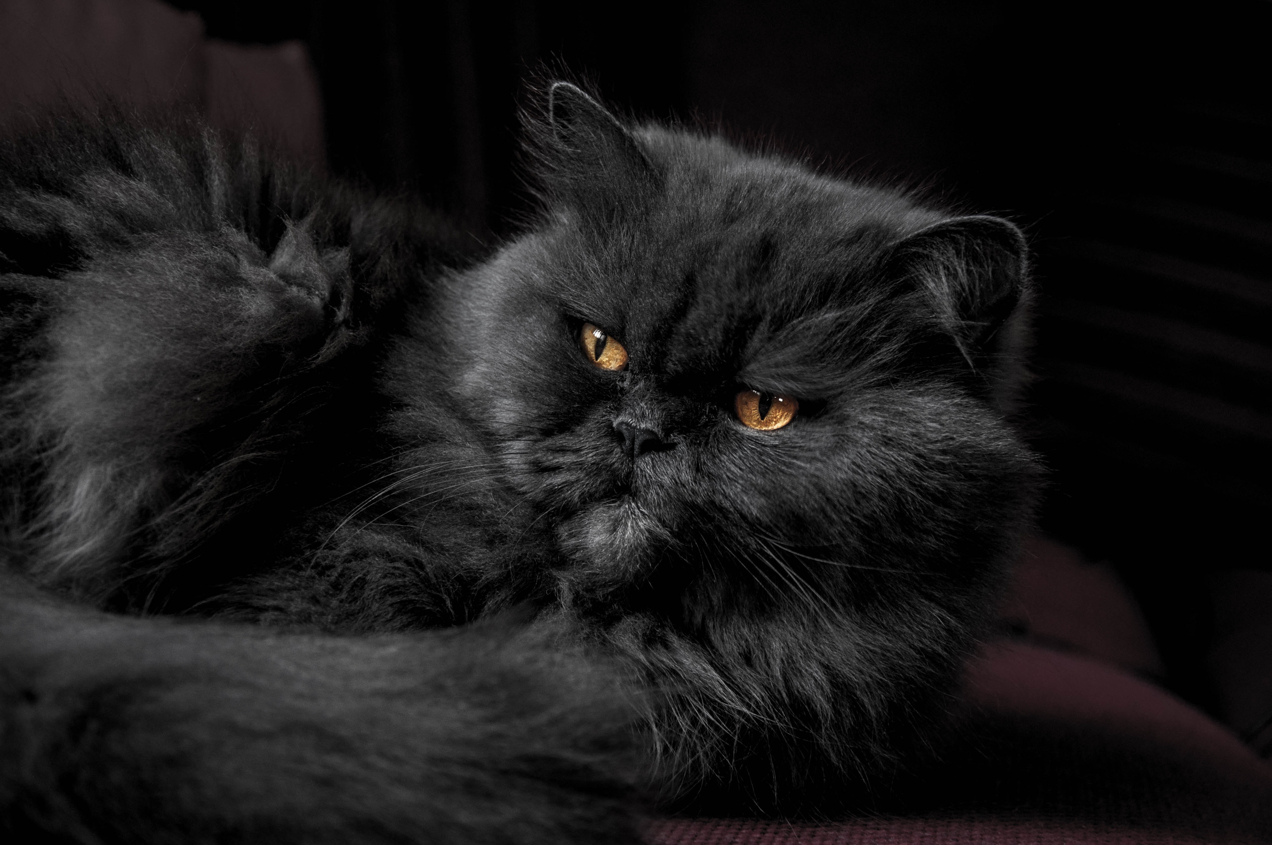 El gato persa: carácter y cuidados.
