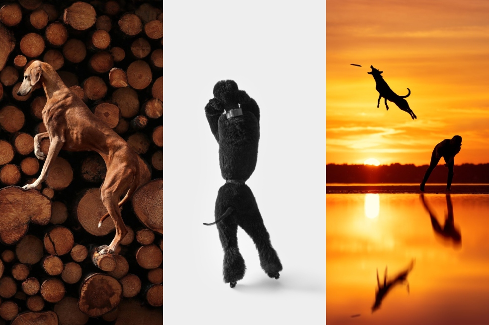 Estas son las imágenes ganadoras de los Premios de Fotografía de Perros 2023