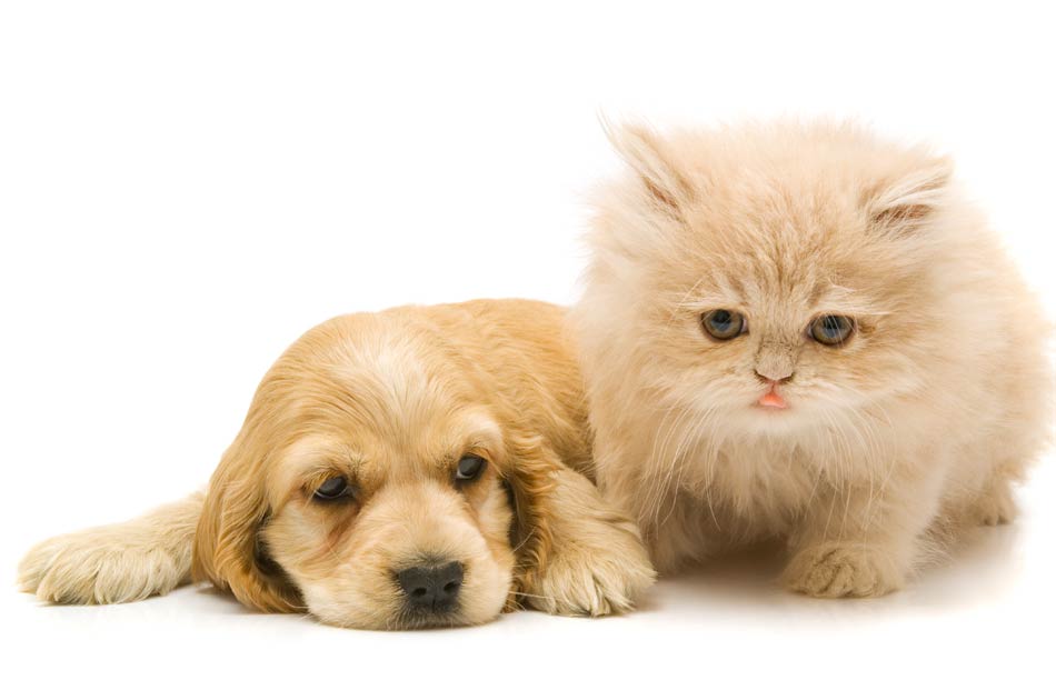 Vacunas, un escudo de protección para tu gato