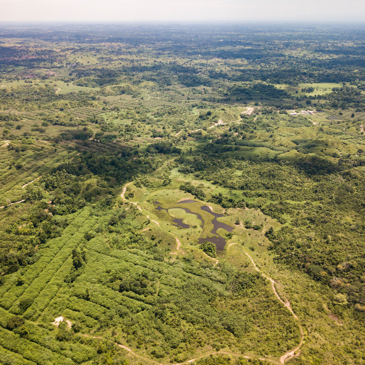 ISA y su compromiso ambiental: sostenibilidad y Conexión Jaguar en la COP16