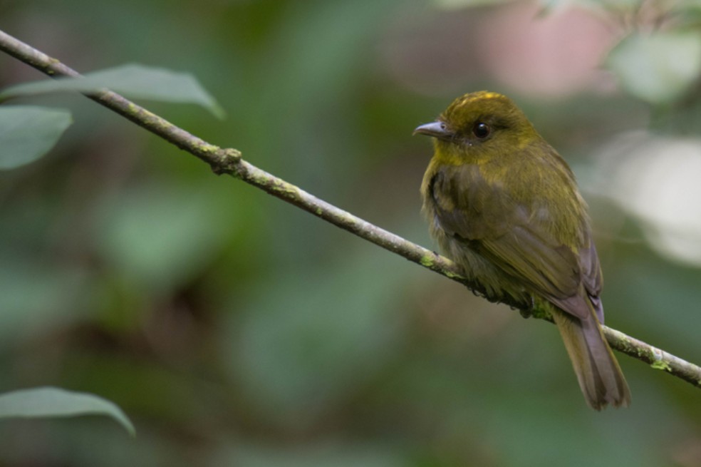 Sapayoa, una de las aves registradas durante la expedición.