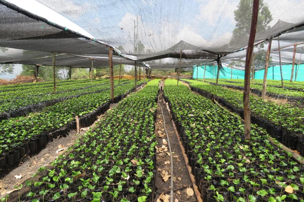 Café producido por excombatientes de Farc ganó premio internacional de calidad