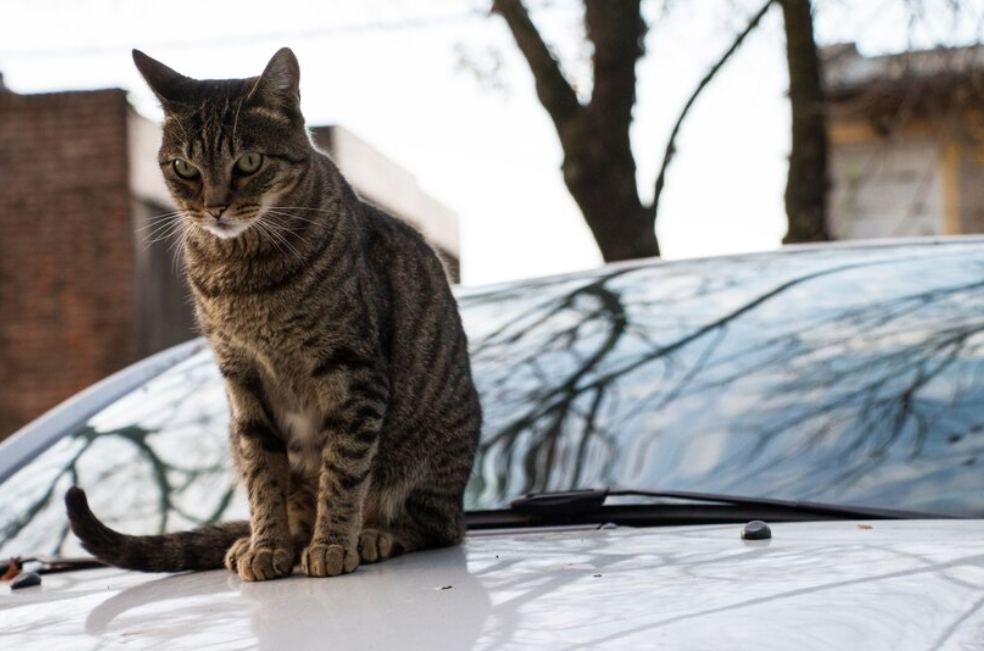 ¿Cómo evitar que los gatos se suban a mi carro en los parqueaderos?