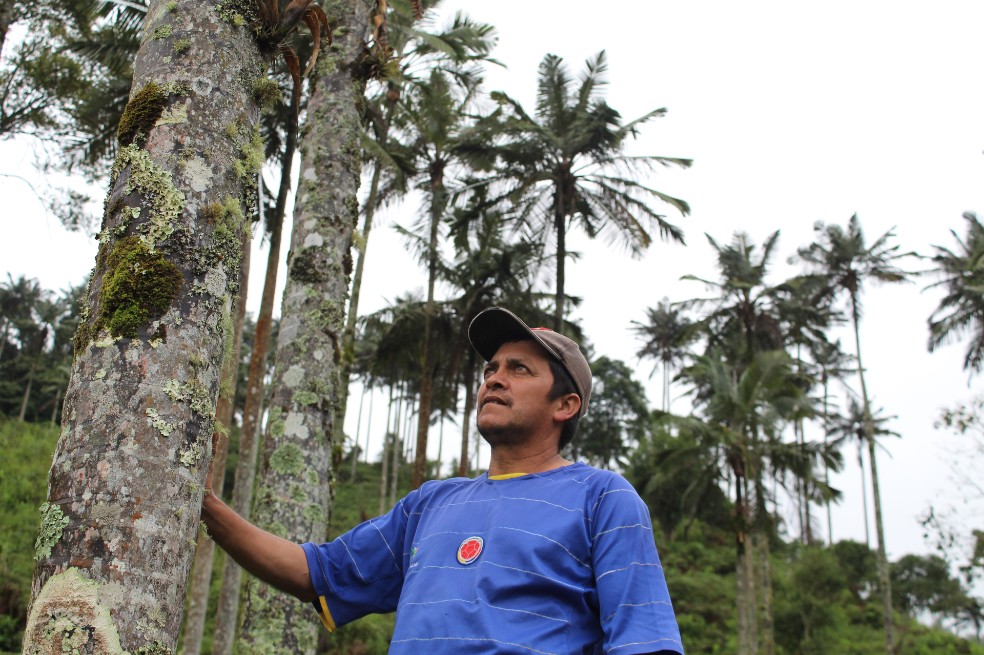 Antonio Castiblanco se convirtió en guía de los recorridos por la Reserva Forestal de Palmas de Cera de Chaguaní.