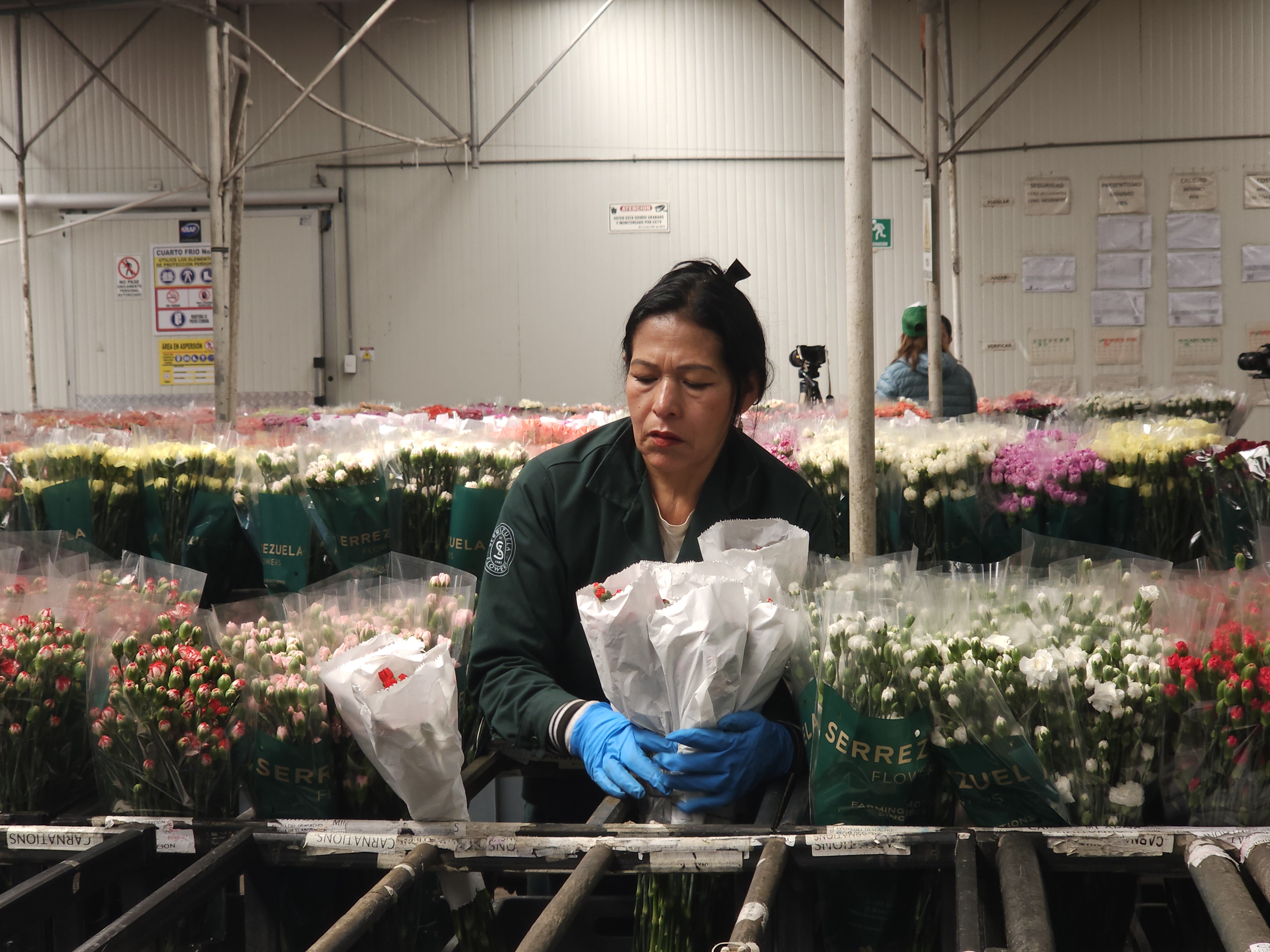 Una vez cortadas, las flores pasan a cuartos fríos donde la temperatura desciende a 2 o 3 grados centígrados para preservar su vida útil desde el primer momento. La nutrición es clave. Expertos en poscosecha preparan soluciones de nutrientes que garantizan que la flor conserve su calidad y frescura durante todo el trayecto.