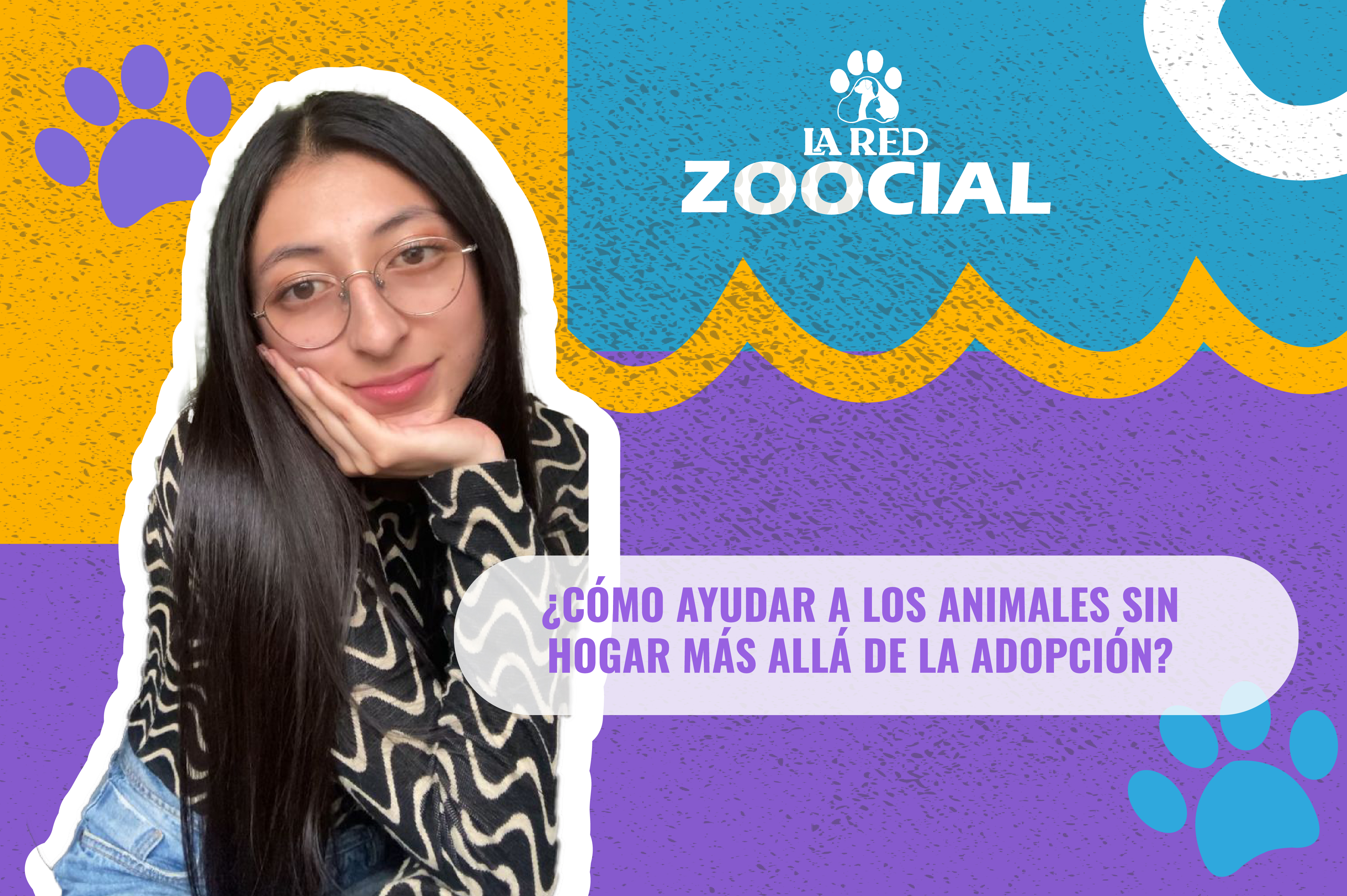 (Video) ¿Cómo ayudar a los animales sin hogar más allá de la adopción?