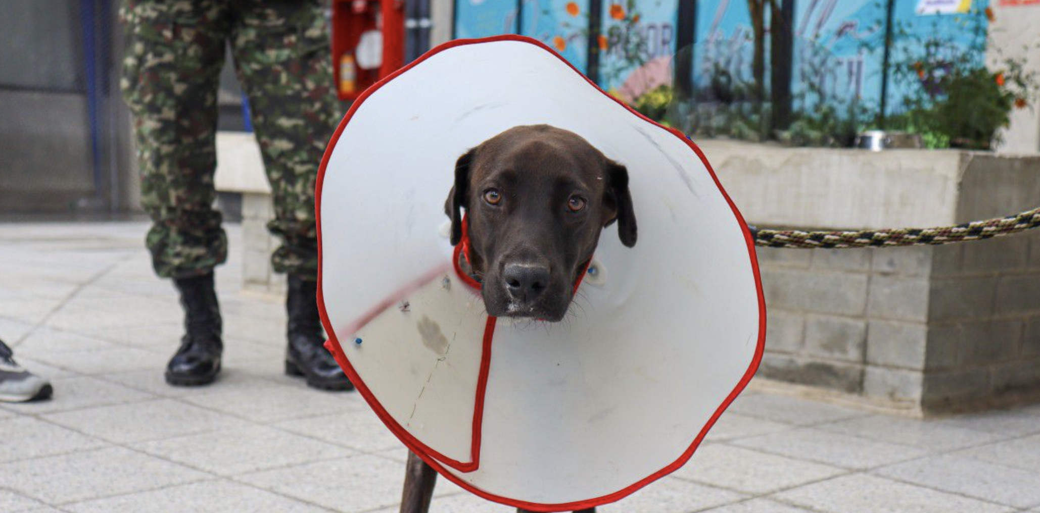 Esta es Negrita, una canina mestiza que apareció en el Cantón Militar Pichincha con heridas.