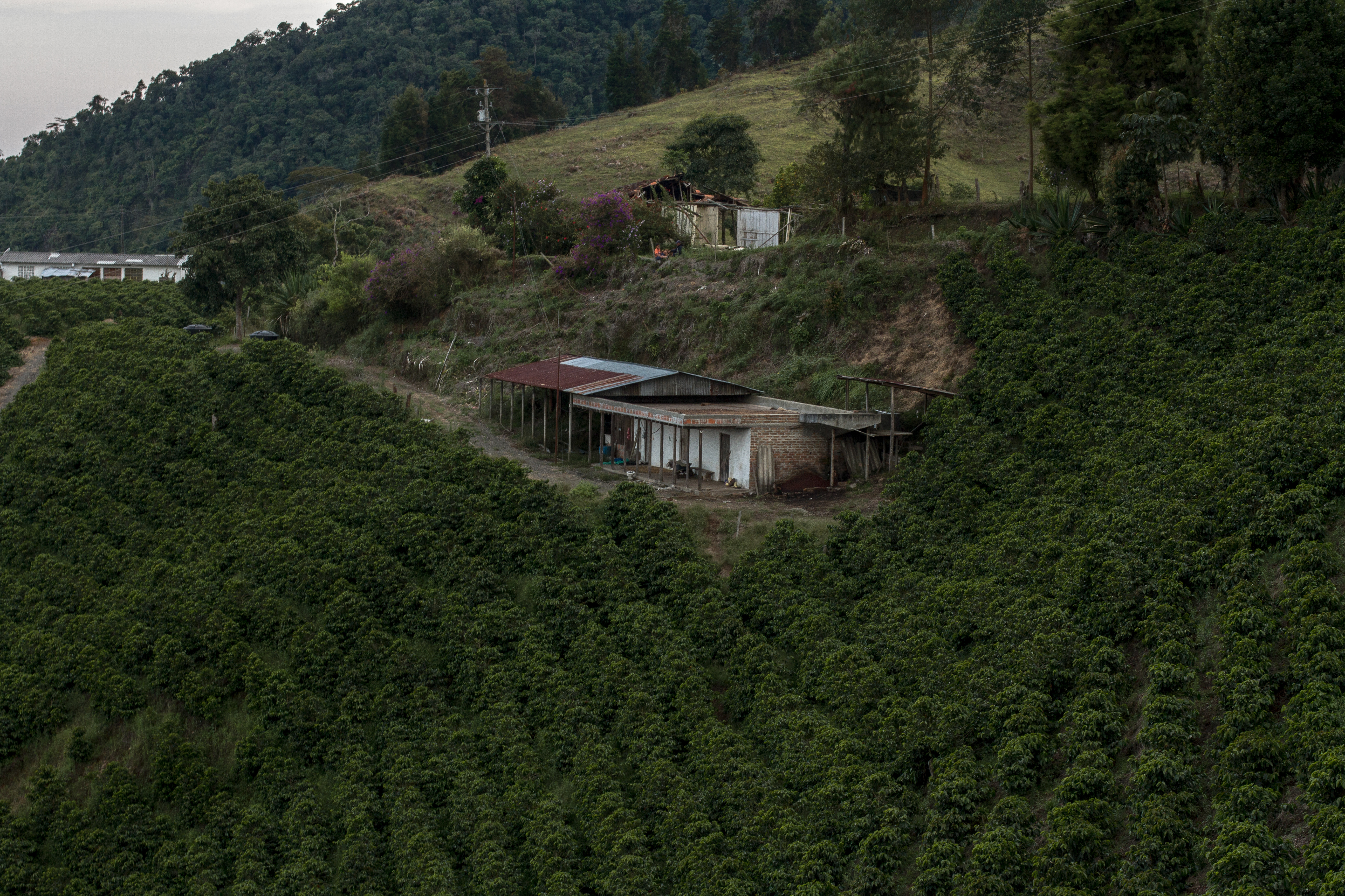 Finca cafetera.