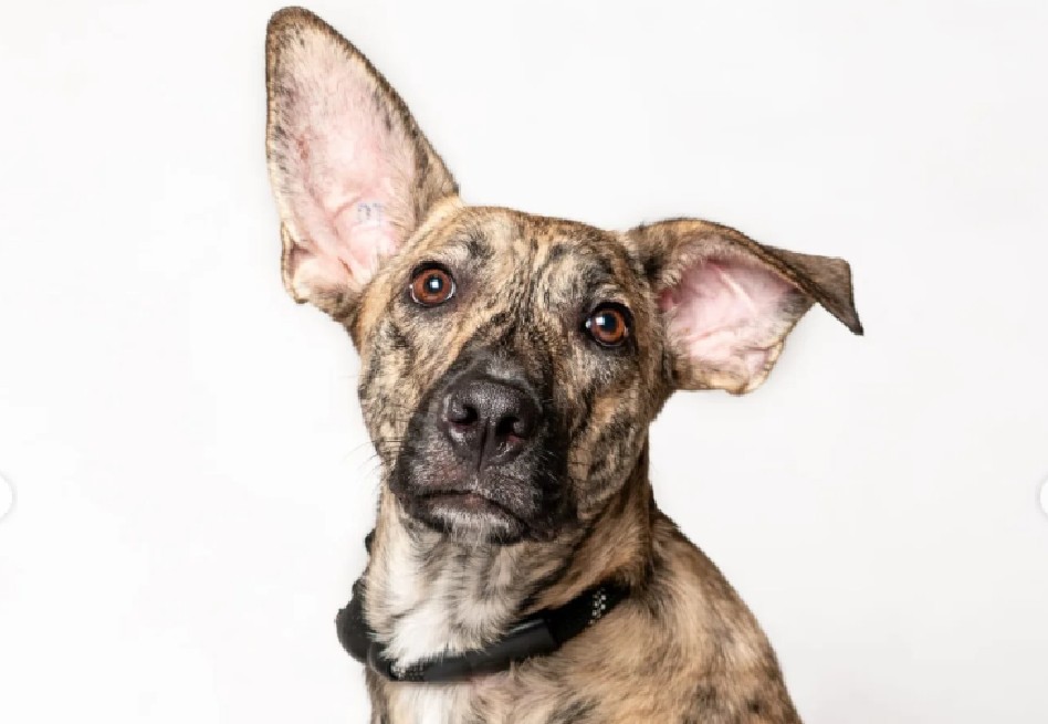 Teo, el perrito rescatado tras ser atropellado, busca una segunda oportunidad
