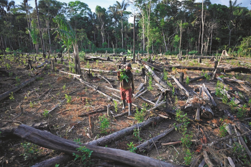 En 40 años, Colombia perdió 5,86 millones de hectáreas de bosques