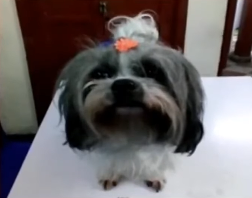 Nuevo robo de mascotas: raptaron a perra de 14 años en el centro de Bogotá