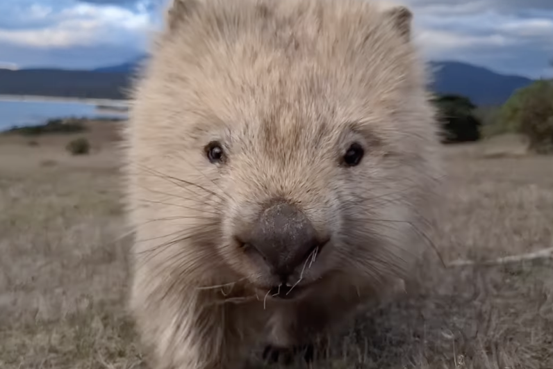 Este es un Wombat y puede llegar a medir un metro, como un perro de tamaño mediano.